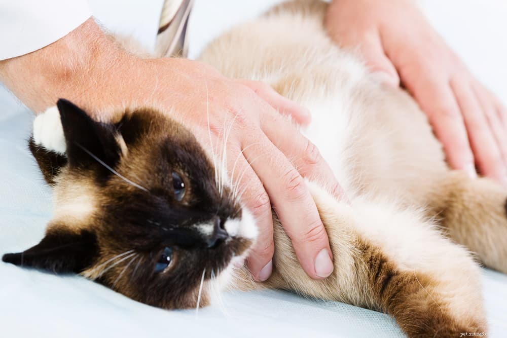 Инфекция мочевыводящих путей (ИМП) у кошек
