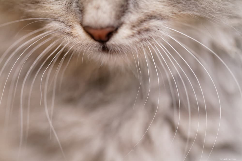 Cat Whiskers:The Facts You Need to Know