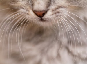 Bigodes de gato:os fatos que você precisa saber