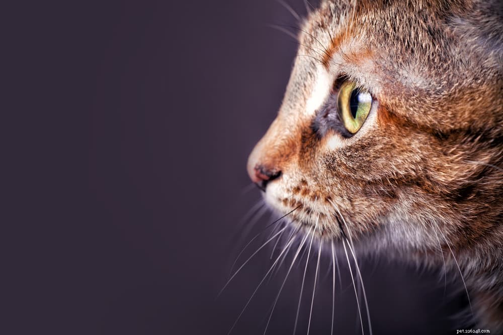 Кошачьи усы:факты, которые вам нужно знать