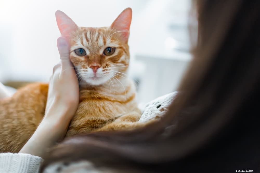 Кошачьи усы:факты, которые вам нужно знать