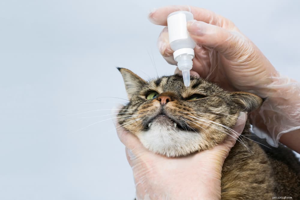 猫の角膜炎 
