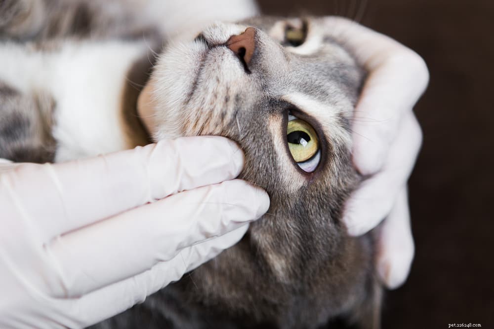 Stomatitis bij katten