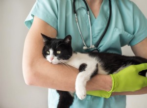 Hur man ger katter flytande medicin