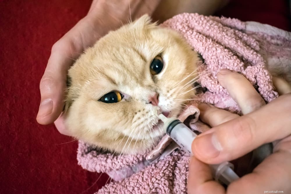 고양이에게 액체 약을 주는 방법