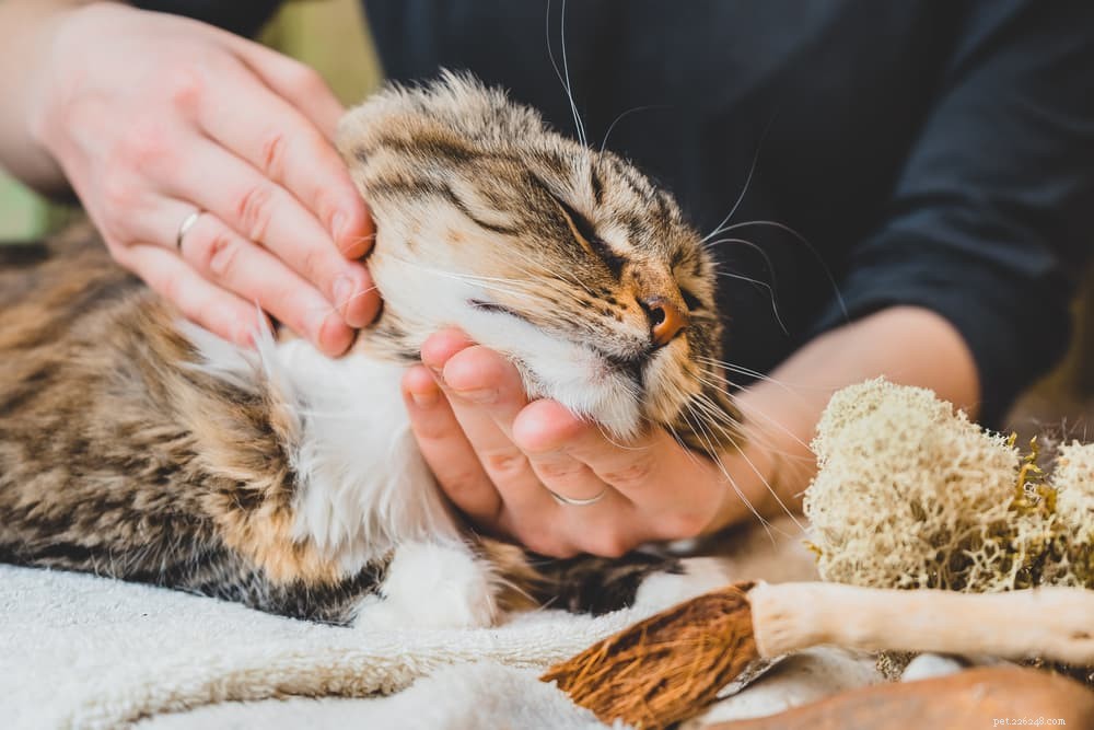 Hur man ger katter flytande medicin