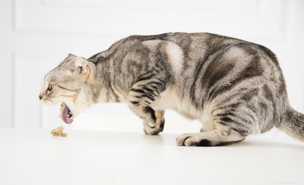 猫の嘔吐：7つの原因と助け方 