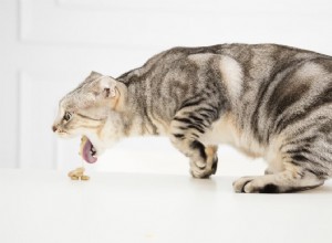 Рвота у кошек:7 причин и как помочь