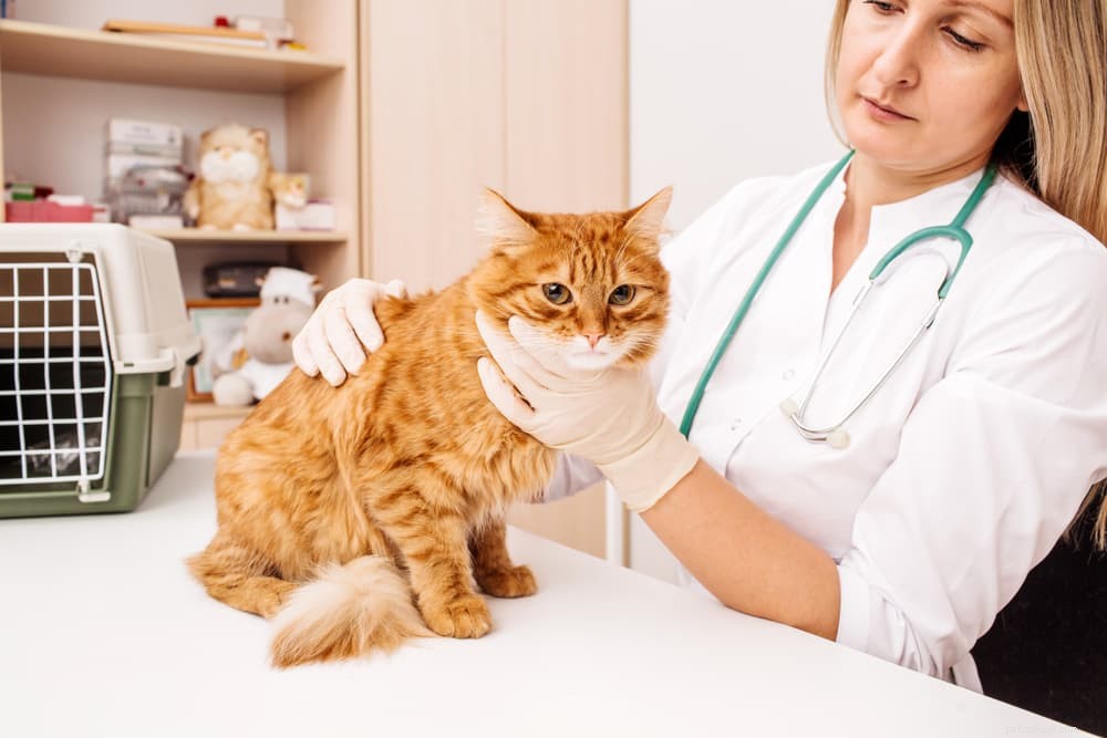 猫の嘔吐：7つの原因と助け方 