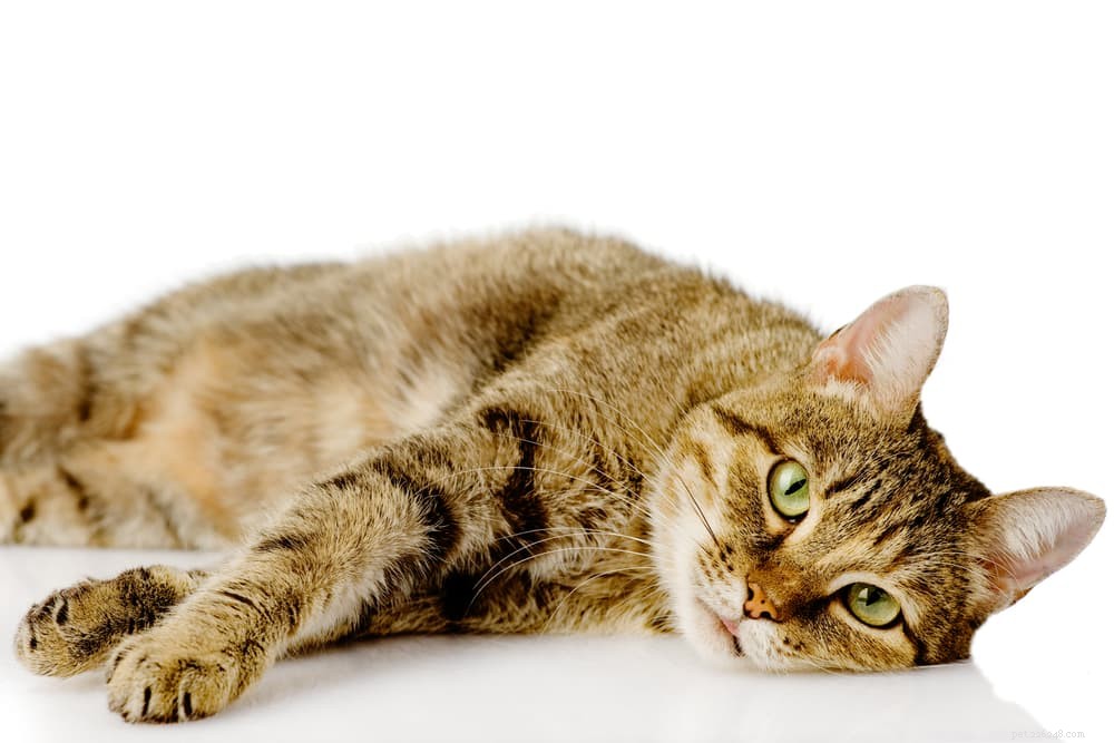 고양이 구토:7가지 원인 및 해결 방법