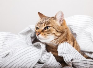 Калицивирус у кошек
