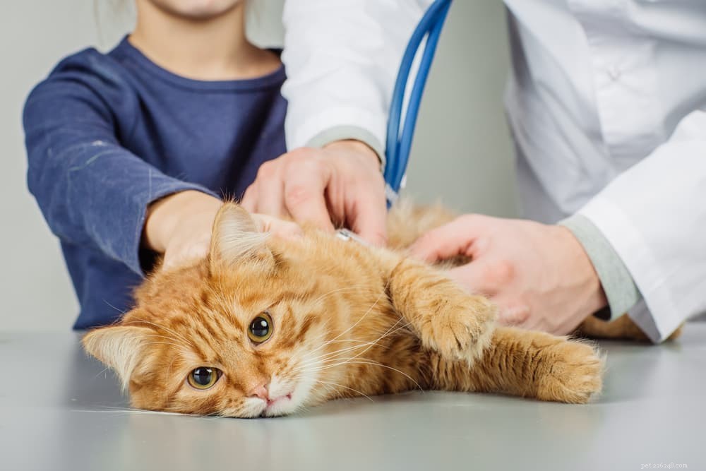 Калицивирус у кошек