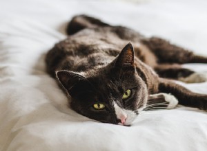 Onemocnění ledvin u koček