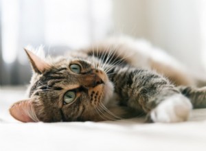 Cardiomiopatia hipertrófica (CMH) em gatos