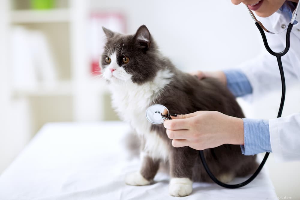 Гипертрофическая кардиомиопатия (ГКМП) у кошек