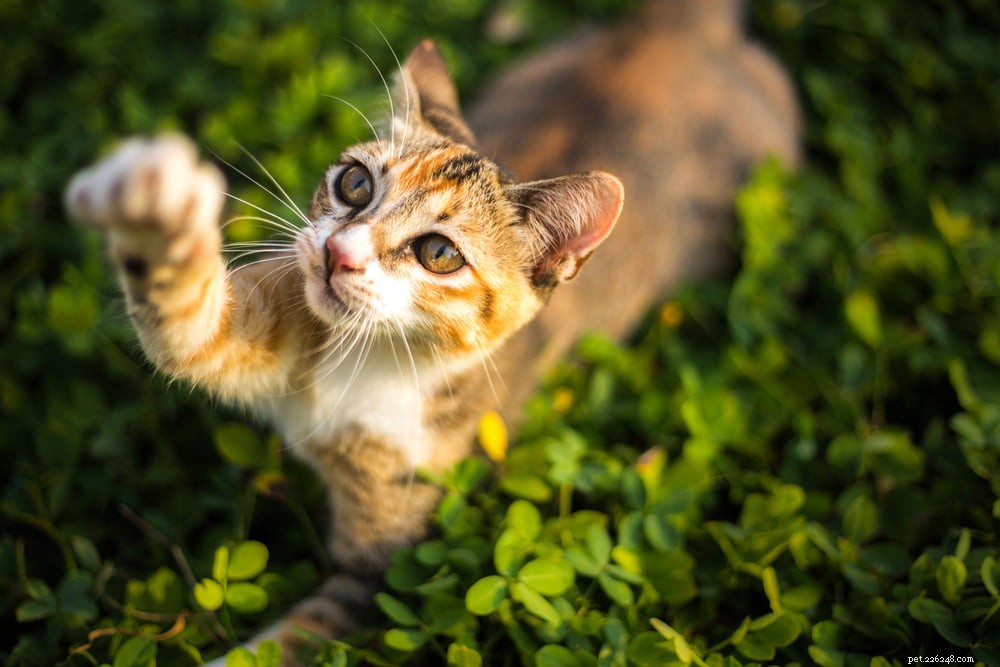 Vírus da imunodeficiência felina (FIV) em gatos
