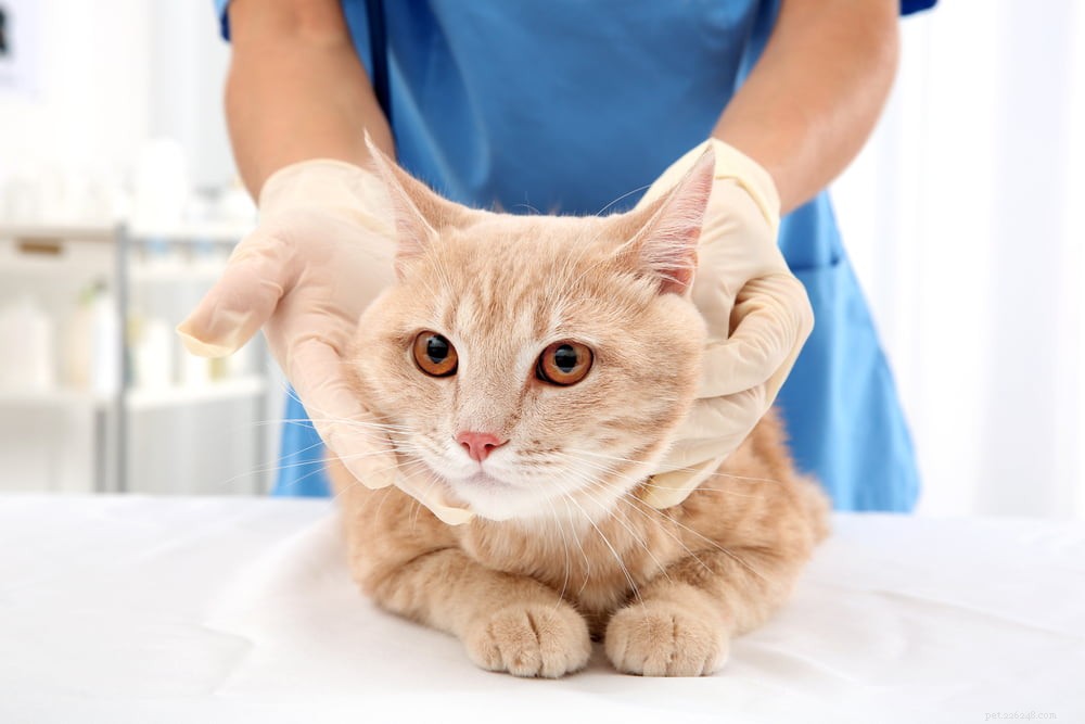 Вирус иммунодефицита кошек (FIV) у кошек