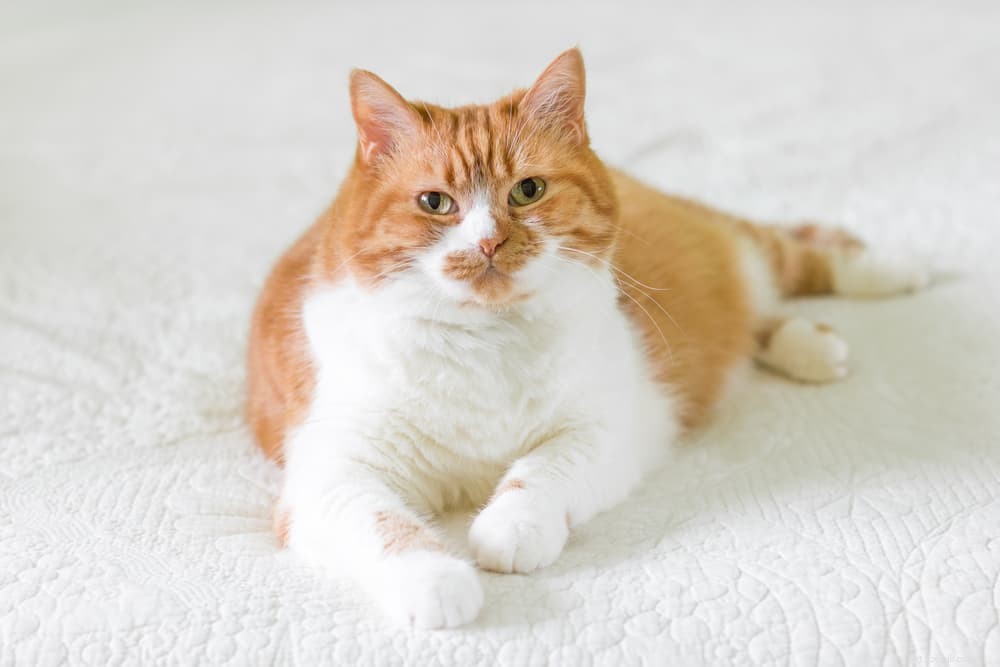 6 anledningar till att din katt inte kan gå ner i vikt