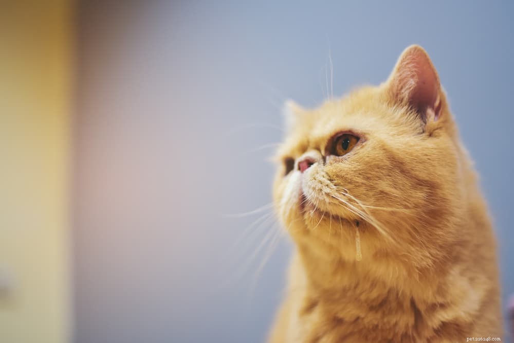 なぜ猫はよだれを垂らすのですか？一般的な原因、説明。 