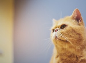 Perché i gatti sbavano? Spiegazione delle cause comuni.