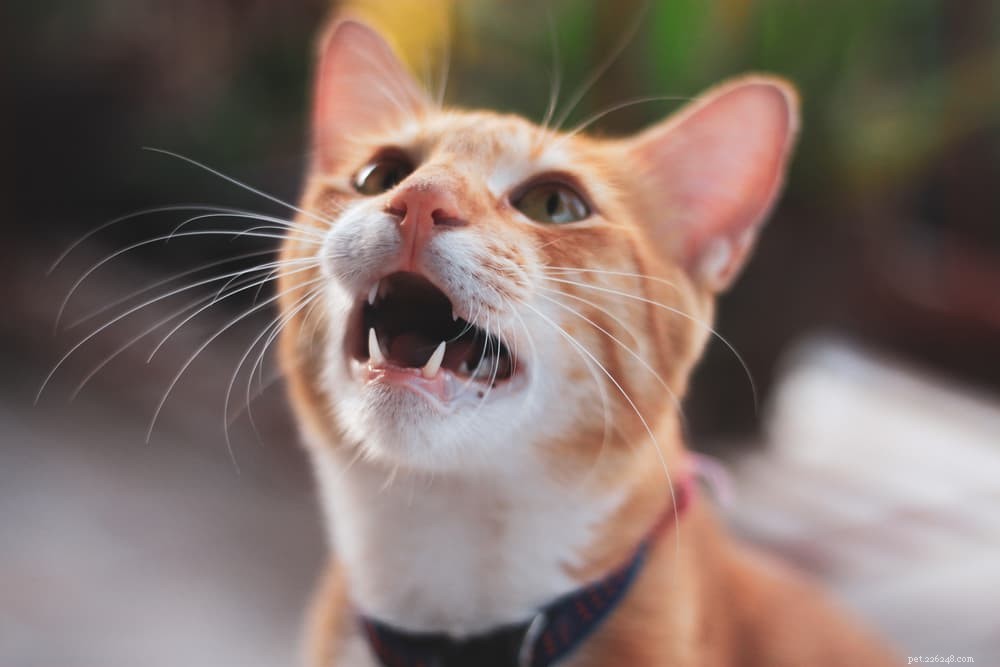 Perché i gatti sbavano? Spiegazione delle cause comuni.