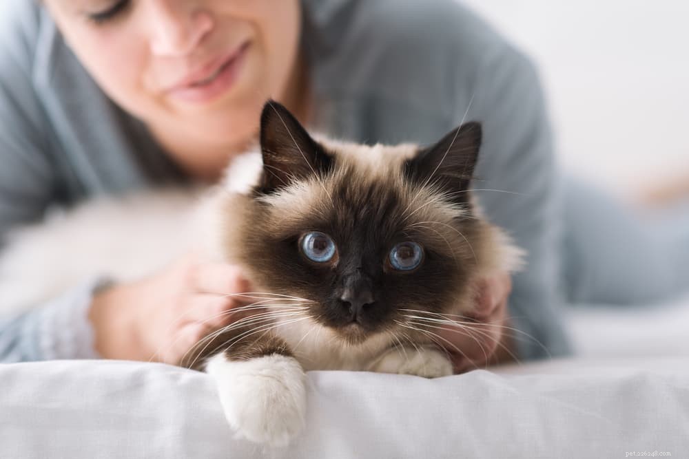 Por que os gatos babam? Causas comuns, explicadas.