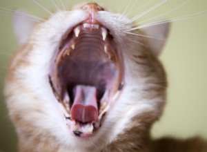 Gatto con tosse:11 cause comuni (e come aiutare)