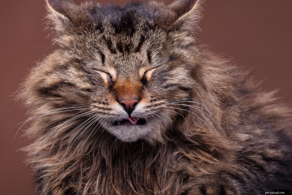 고양이 기침:11가지 일반적인 원인(및 해결 방법)