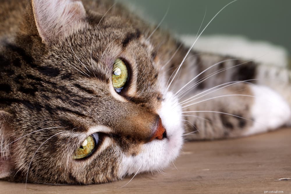 咳をする猫：11の一般的な原因（および支援方法） 