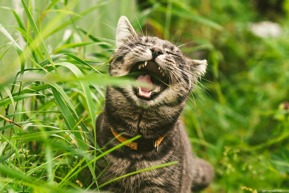 咳をする猫：11の一般的な原因（および支援方法） 