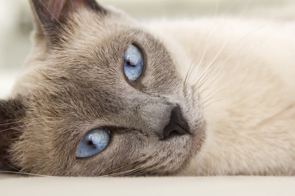 Gatto con tosse:11 cause comuni (e come aiutare)