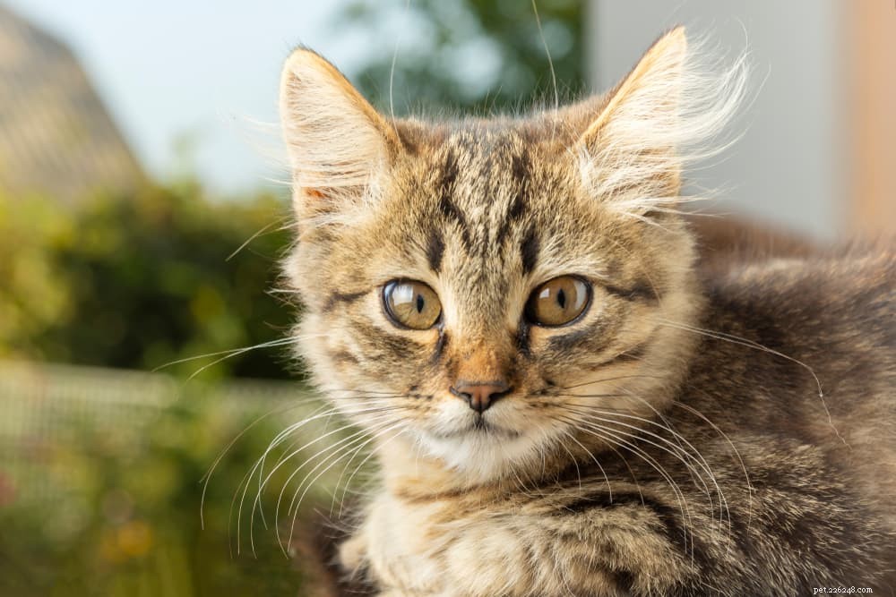 Hotande katt:11 vanliga orsaker (och hur man hjälper)