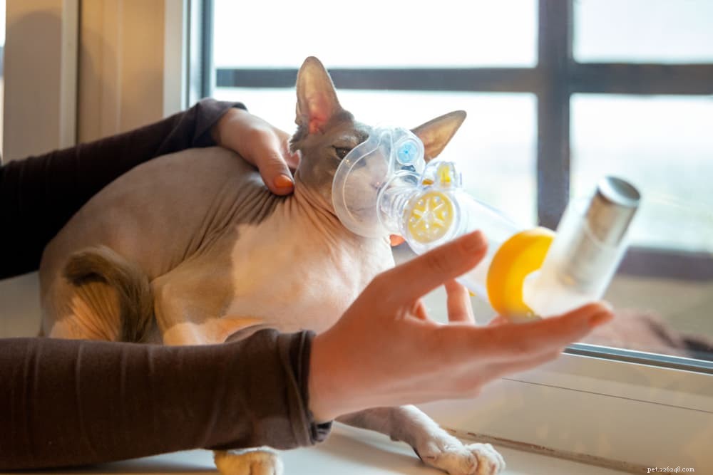 Gato com tosse:11 causas comuns (e como ajudar)