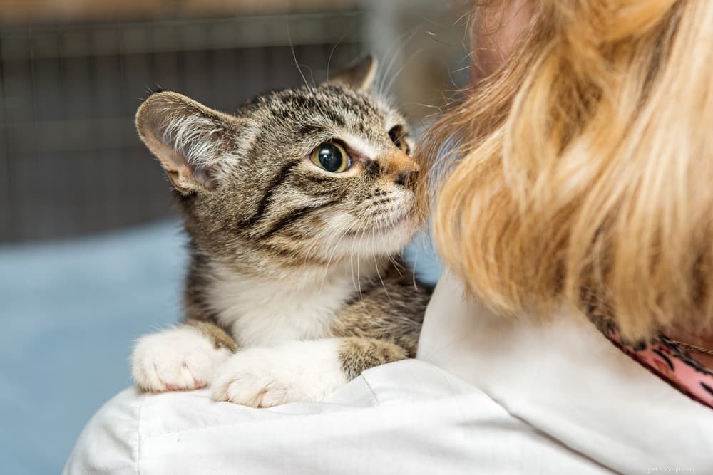 Hotande katt:11 vanliga orsaker (och hur man hjälper)