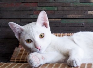 Все о вирусе лейкемии кошек (FeLV)