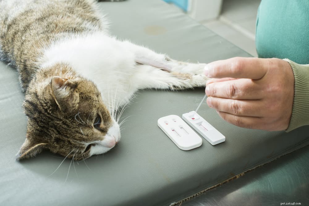 Alles over het kattenleukemievirus (FeLV)