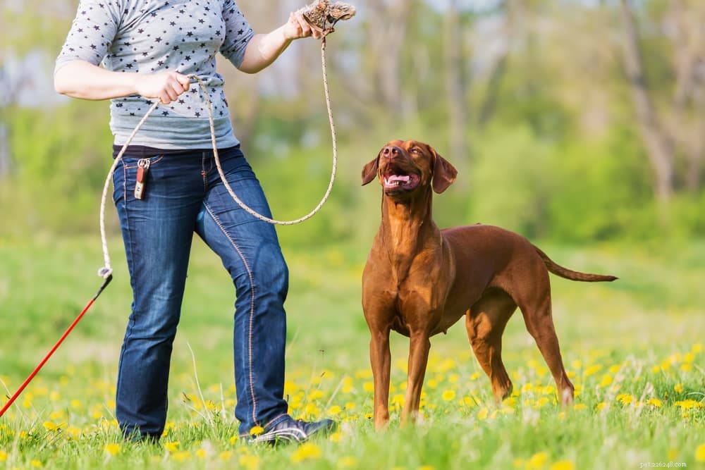 9 semplici modi per legare con il tuo cane a casa