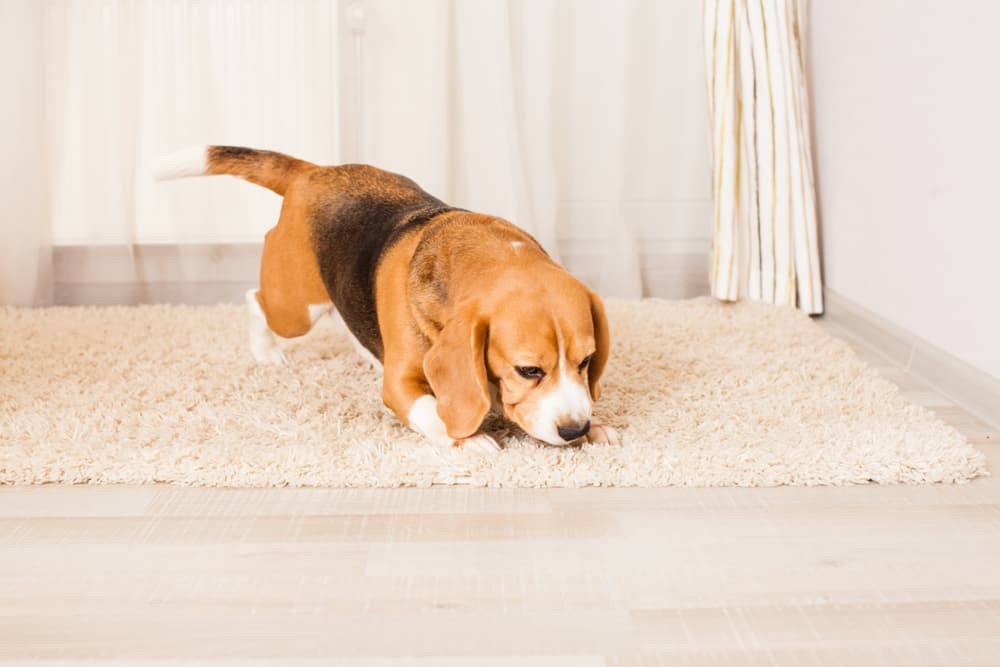 9 enkla sätt att knyta an till din hund hemma