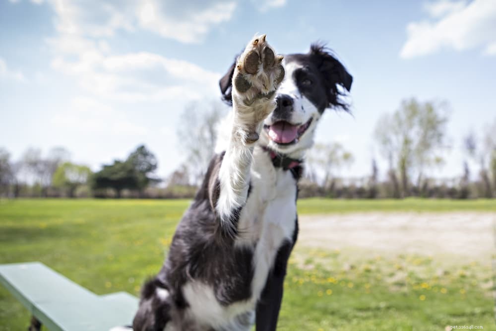 12 geweldige feiten over hondenhersenen