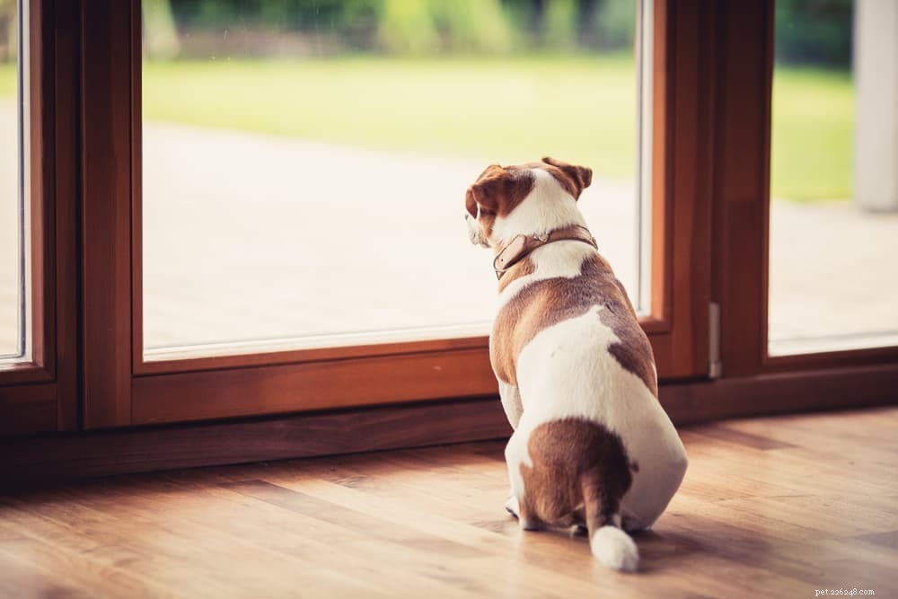 Chorando por ajuda:por que os cães latem quando você sai
