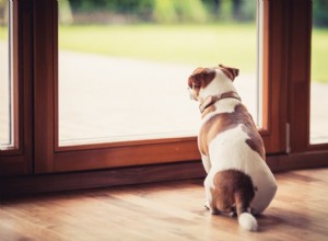 Plačení o pomoc:Proč psi štěkají, když odejdete