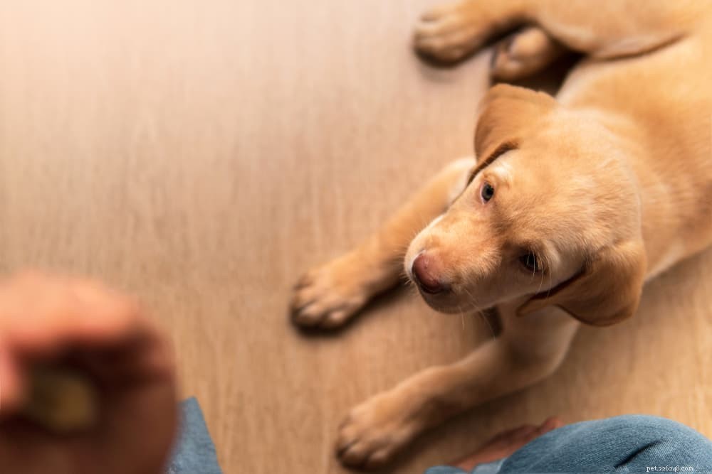6 причин, по которым ваша собака повсюду следует за вами
