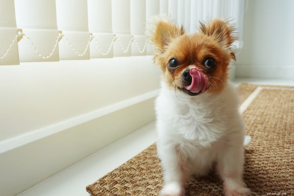 Por que os cães lambem os lábios?