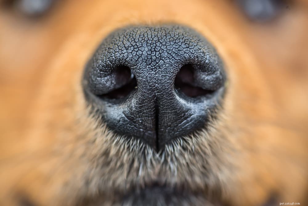 Varför nyser hundar?