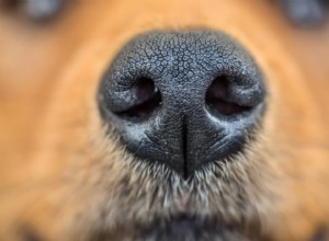 Varför nyser hundar?