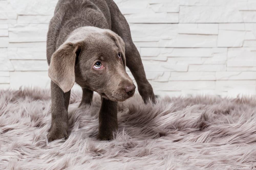 16 maneiras de reconhecer o estresse em cães