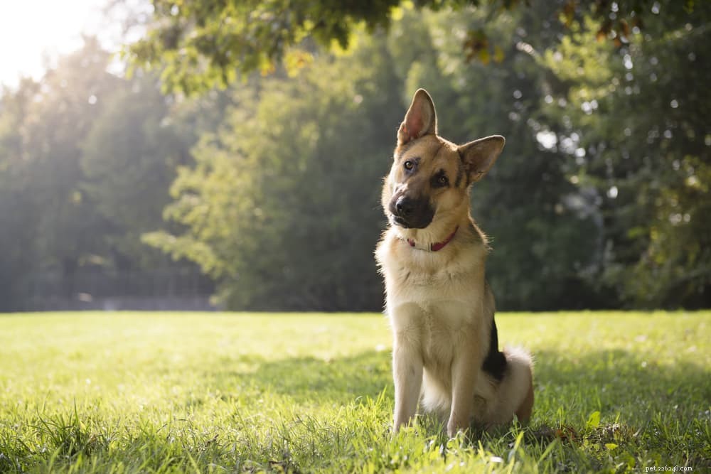 Guide för kroppsspråk för hund:Hur du läser din hund som ett proffs