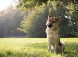 Guia de linguagem corporal do cão:como ler seu cão como um profissional