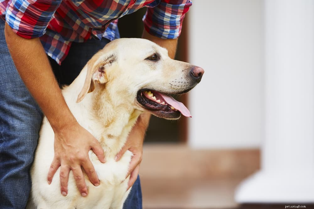Руководство по языку тела собаки:как читать собаку как профессионал
