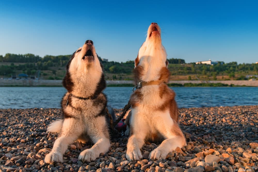 Varför ylar hundar vid sirener?
